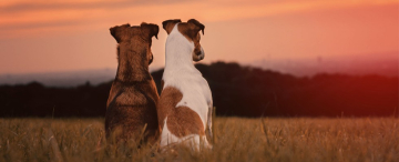 Erste Hilfe am Hund Leinefelde Worbis Heiligenstadt Eichsfeld Duderstadt